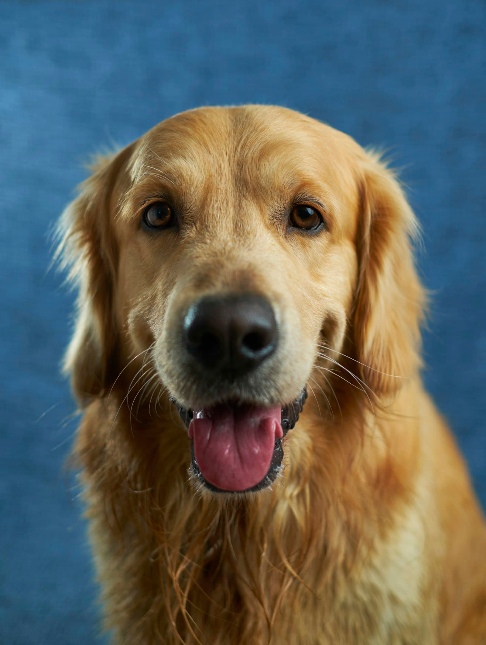Mutlu bir golden retriever